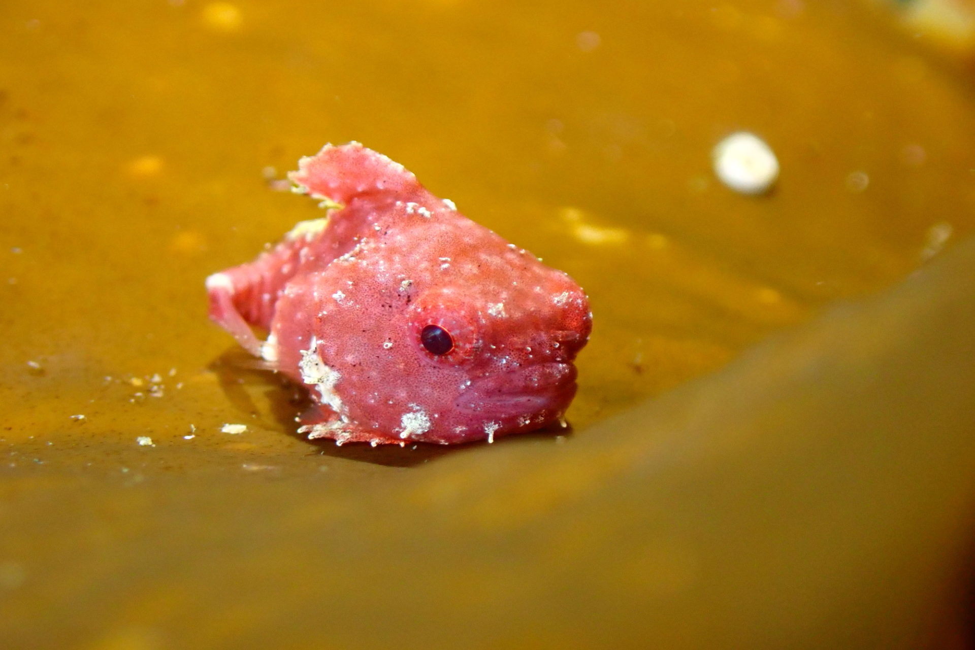 体験ダイビング