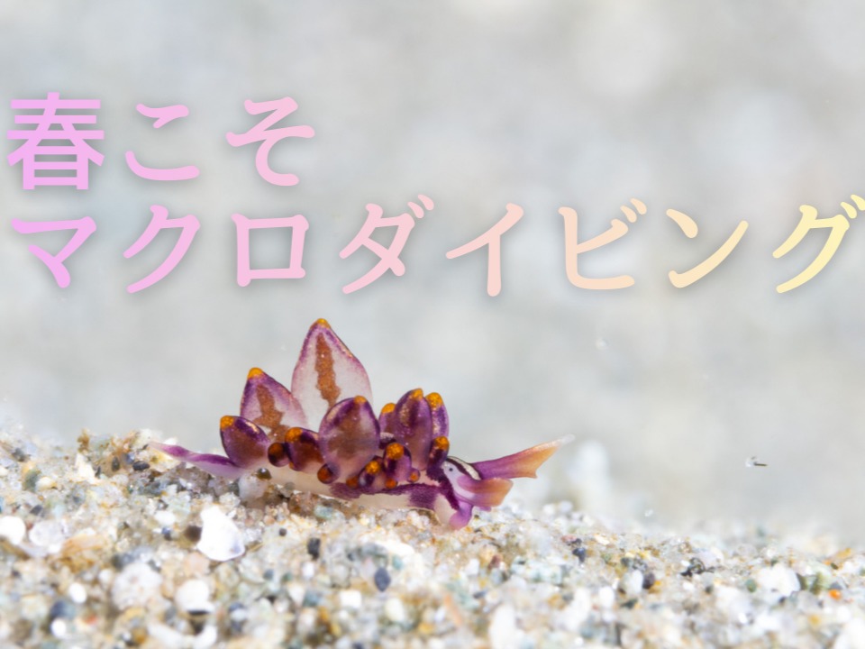 体験ダイビング